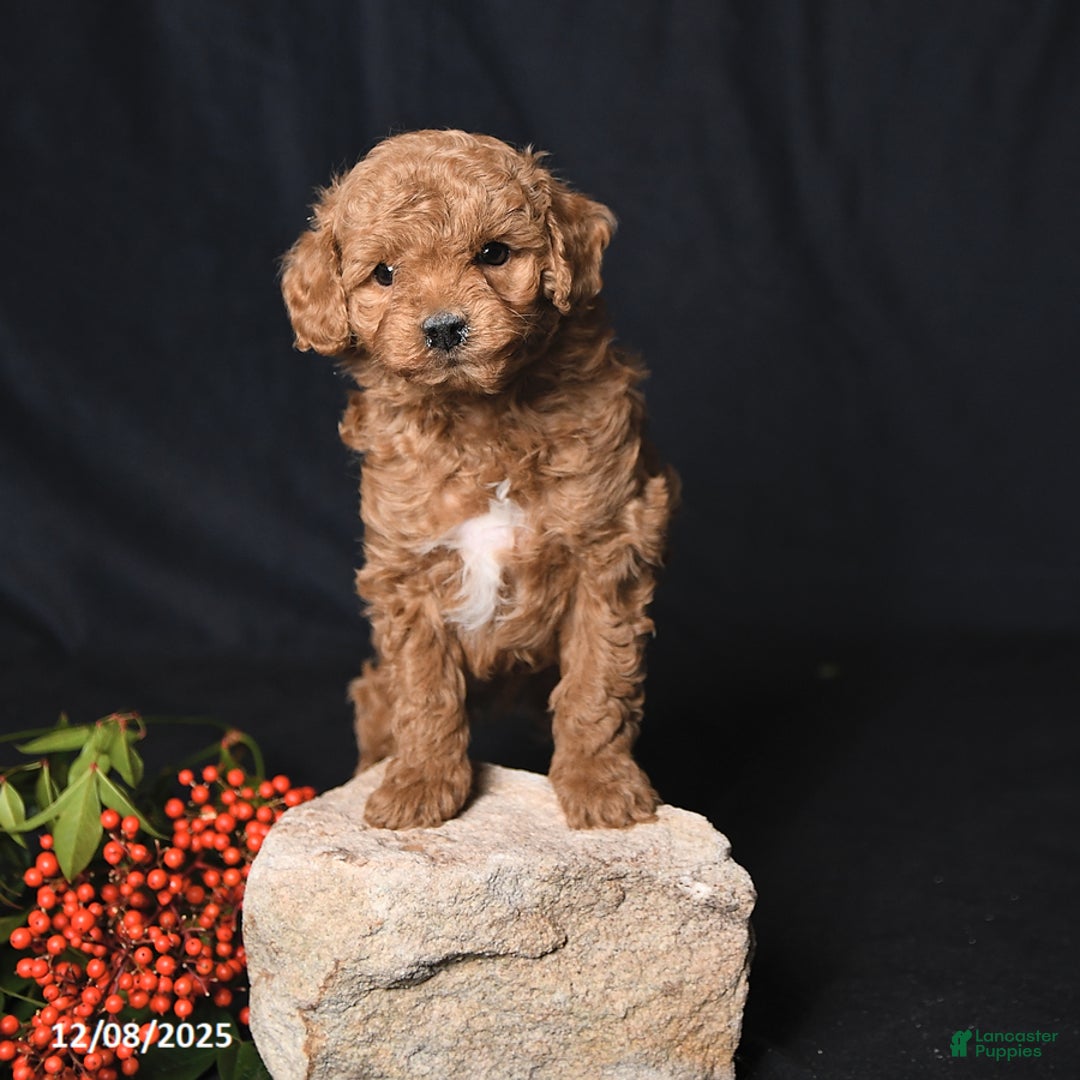 Toy Poodle dogs for sale: Gio - Ad 4