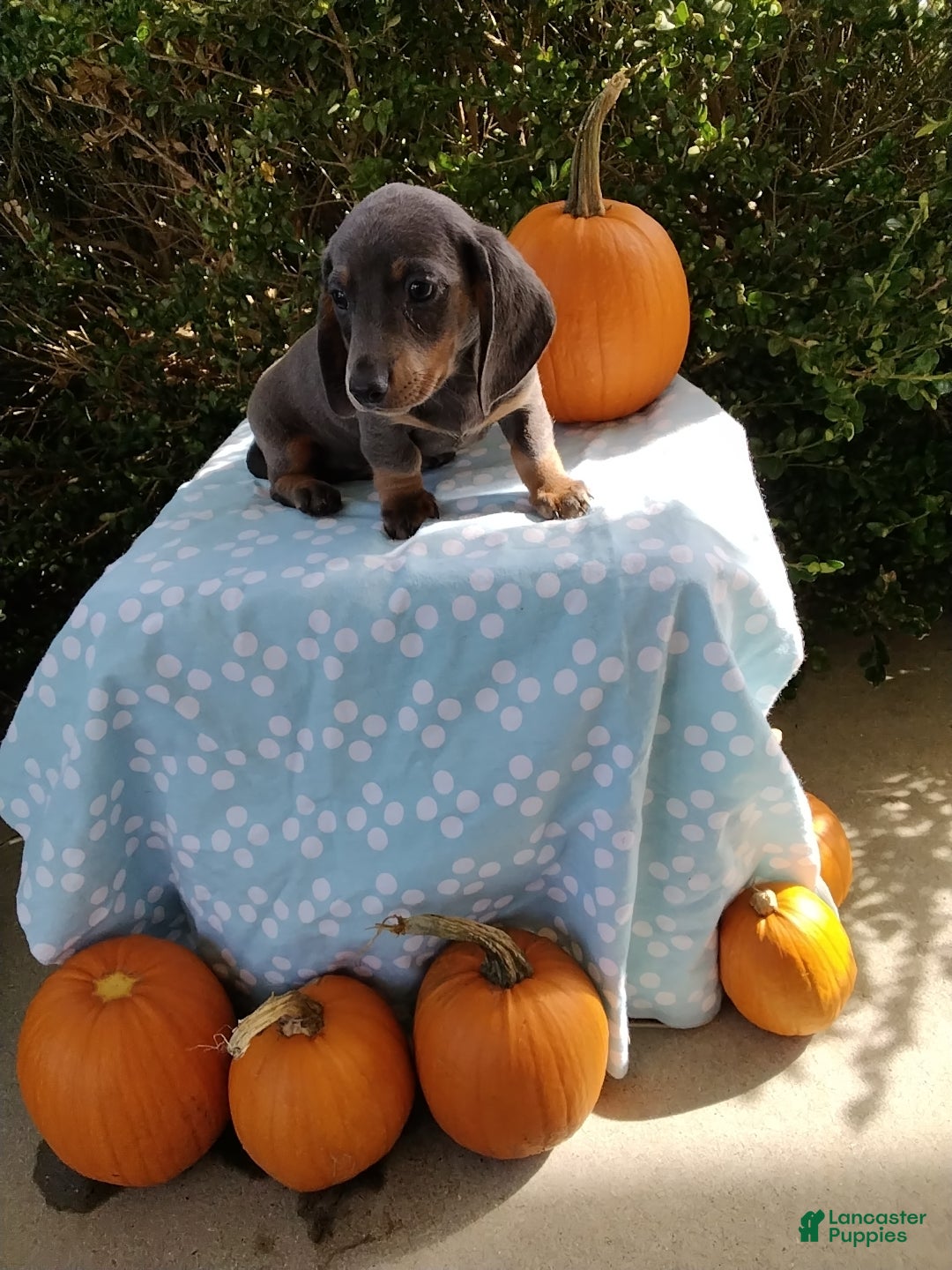 Miniature Dachshund dogs Mozzy - Ad 2