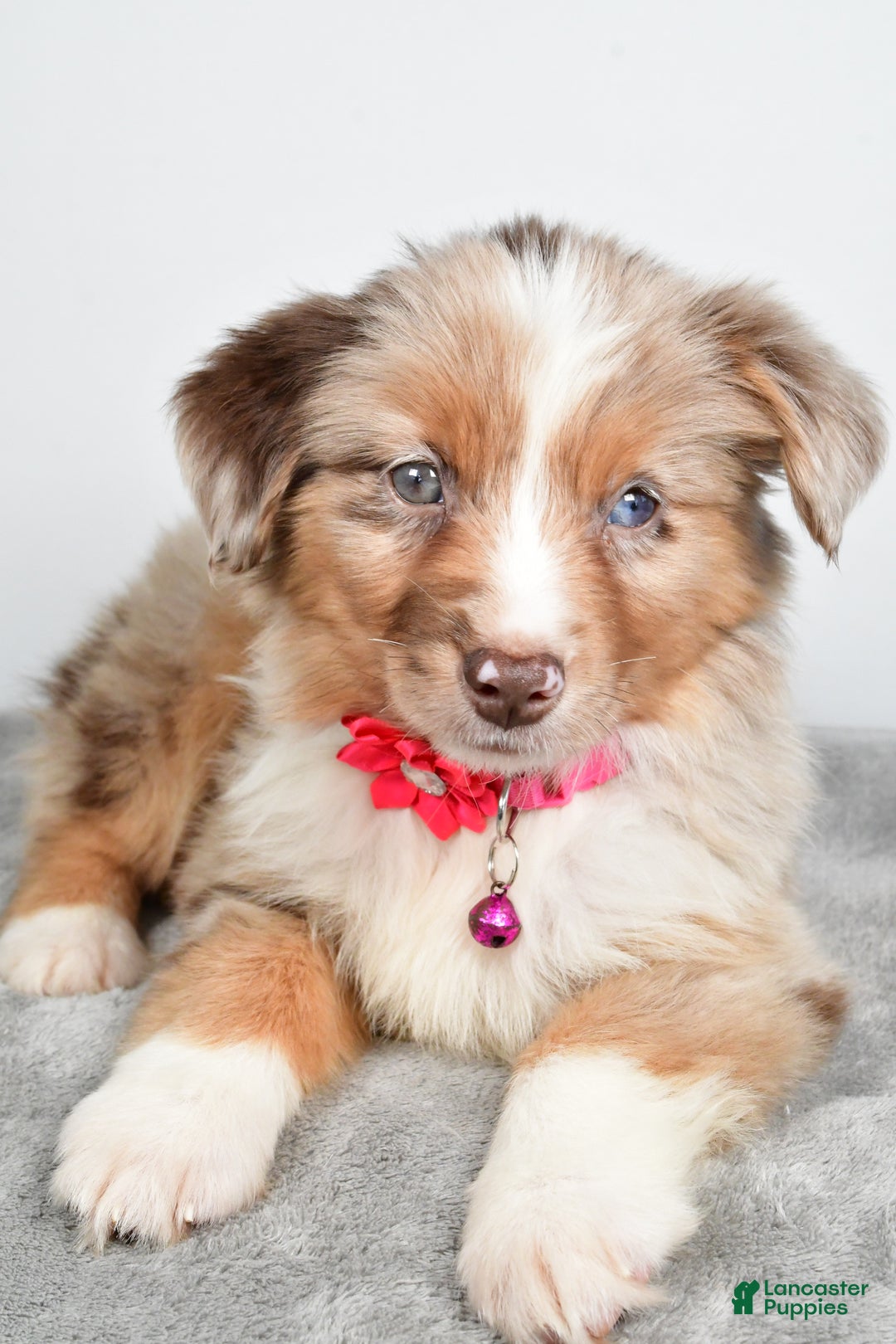 Miniature Australian Shepherd dogs for sale: June - Ad 4