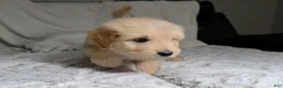 Mixed Breed dogs for sale: Weezer - Ad 5