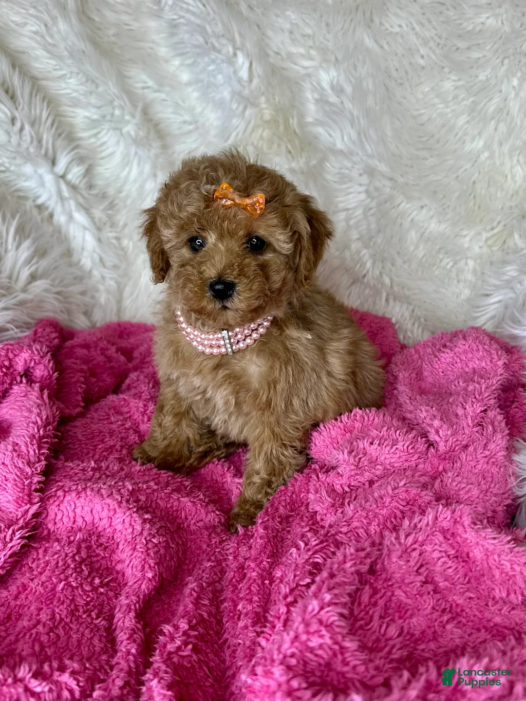 Toy Poodle dogs for sale: Felicity🌸 - Ad 3