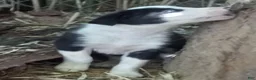 Border Collie dogs for sale: Rowdy - Ad 1