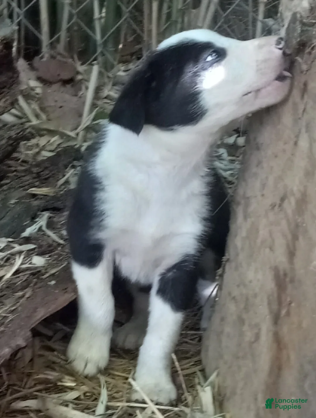 Border Collie dogs for sale: Rowdy - Ad 1