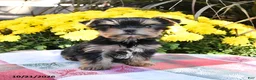 Yorkshire Terrier dogs for sale: Teacup - Ad 3