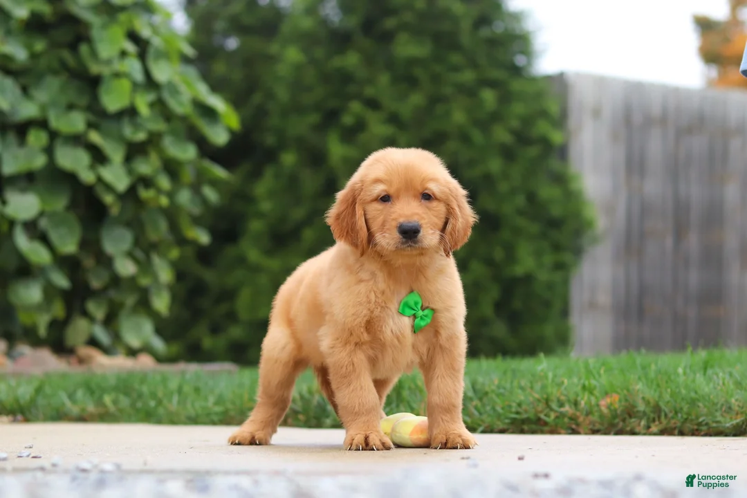 Golden Retriever dogs for sale: Moose — Your New Golden Best Friend! 🐾 - Ad 1