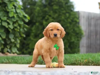 Golden Retriever dogs Moose — Your New Golden Best Friend! 🐾 - Ad 1