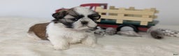 Shih Tzu dogs for sale: Talia - Ad 8