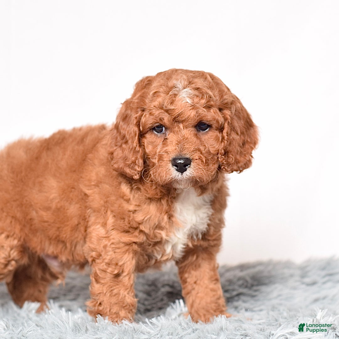 Cavapoo dogs for sale: Mr. Leo - Ad 5