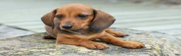 Miniature Dachshund dogs for sale: Sweet Pea 🎀 - Ad 10