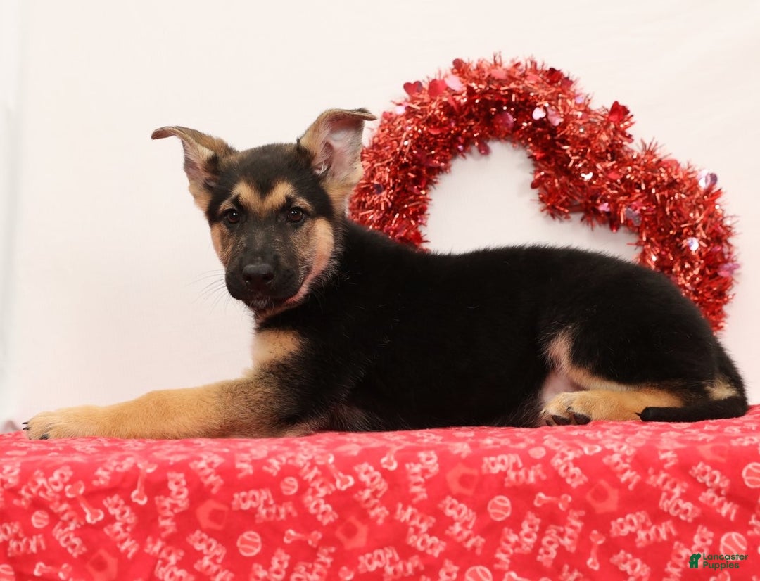 German Shepherd dogs for sale: Milo - Ad 5