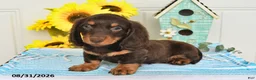Miniature Dachshund dogs for sale: Palmer - Ad 3