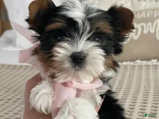 Biewer Terrier dogs Little Maya - Ad 12