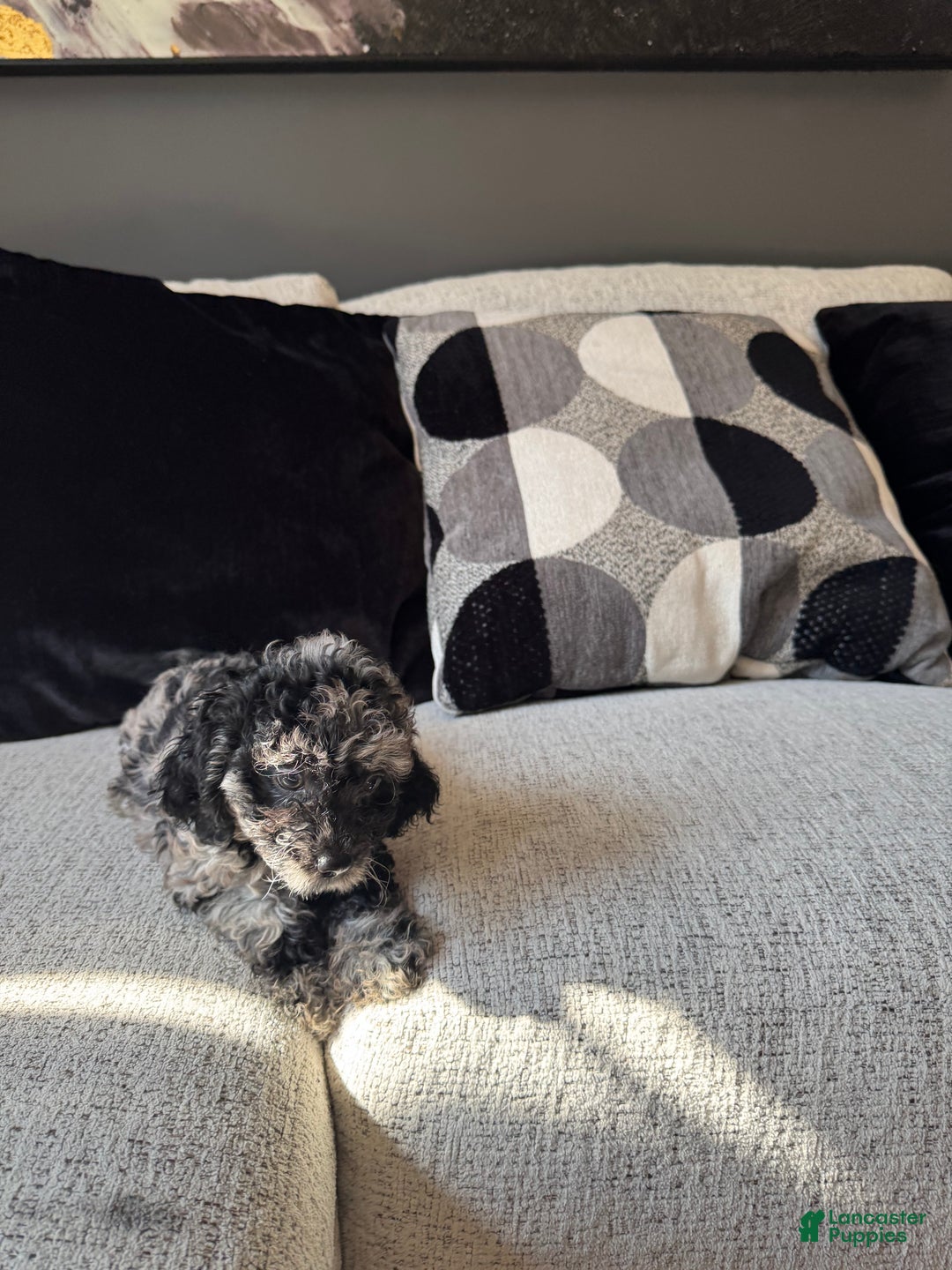 Toy Poodle dogs for sale: Misti - Ad 13