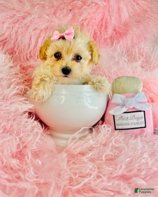 Toy Poodle dogs Teacup Poodle Puppy 1 - Ad 1