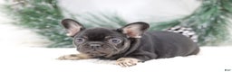 French Bulldog dogs for sale: Dora - Ad 4