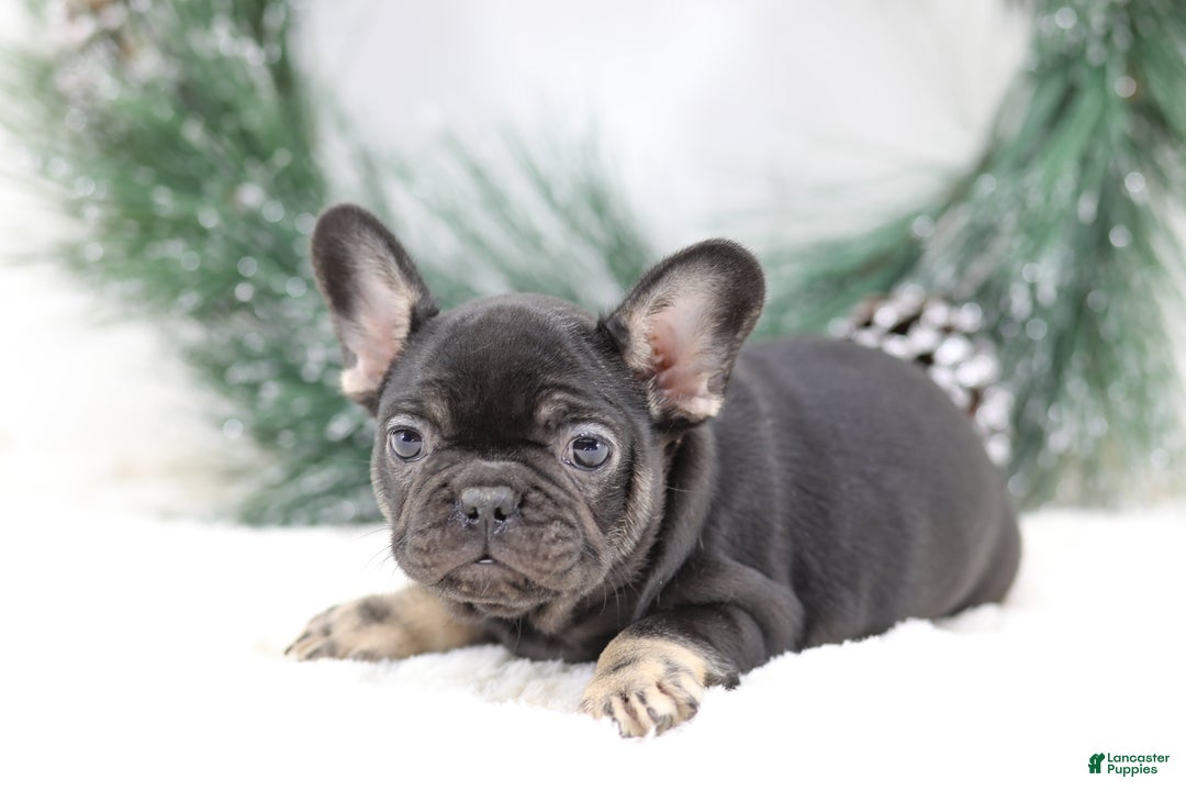 French Bulldog dogs for sale: Dora - Ad 4