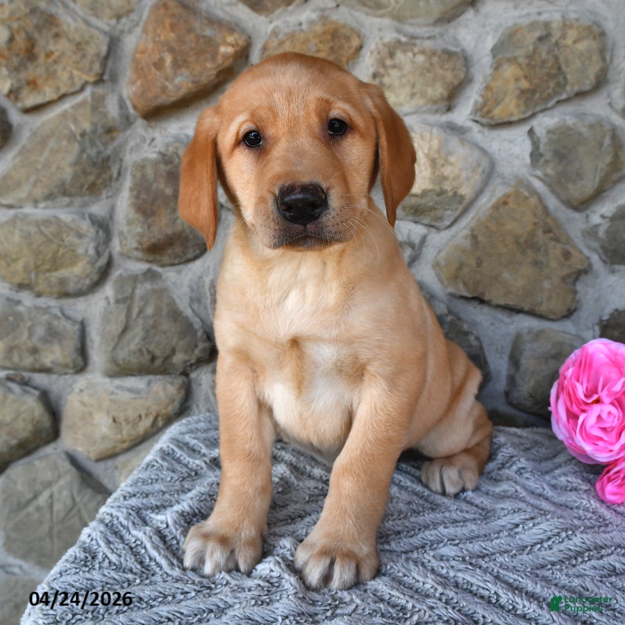 Labrador Retriever dogs Hazel - Ad 1