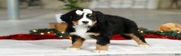 Bernese Mountain Dog dogs for sale: Karly - Ad 4