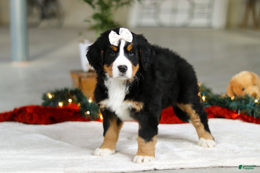 Bernese Mountain Dog dogs for sale: Karly - Ad 4