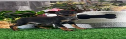 Miniature Pinscher dogs for sale: Quiggly - Ad 4