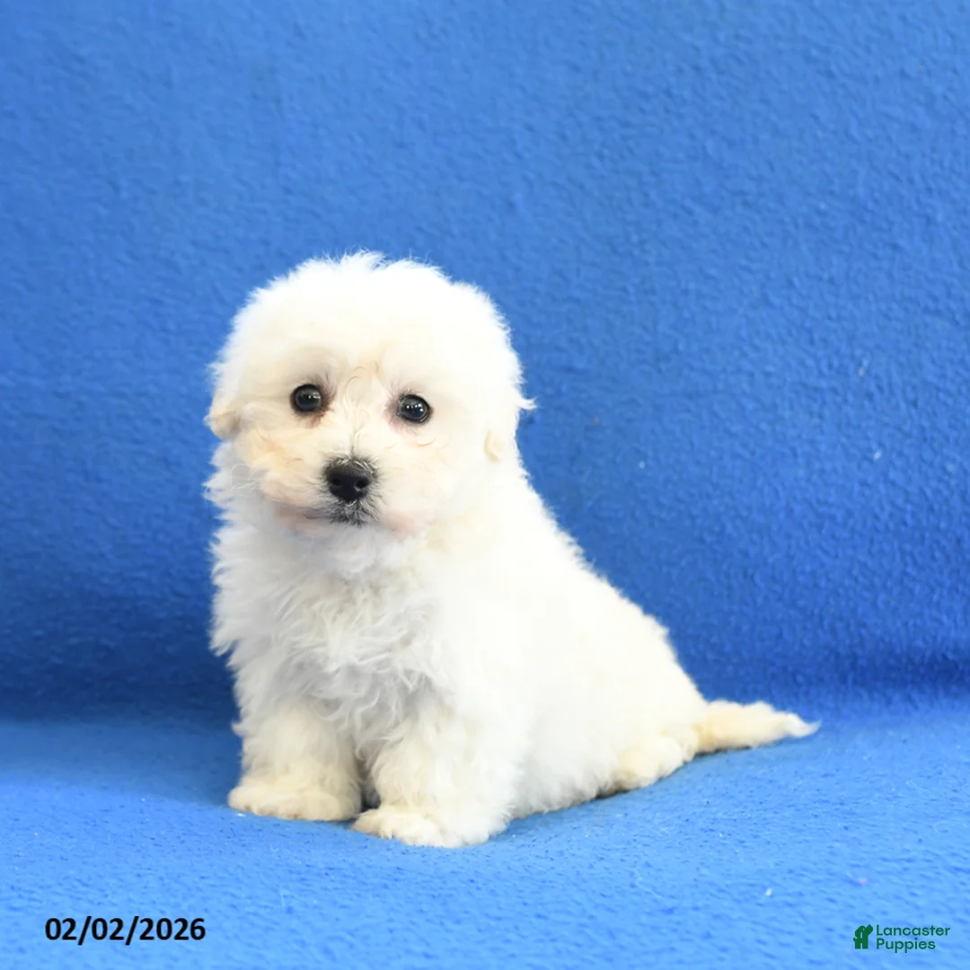 Bichon Frise dogs for sale: Faith - Ad 2