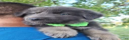 German Shepherd dogs for sale: Omelette  - Ad 12
