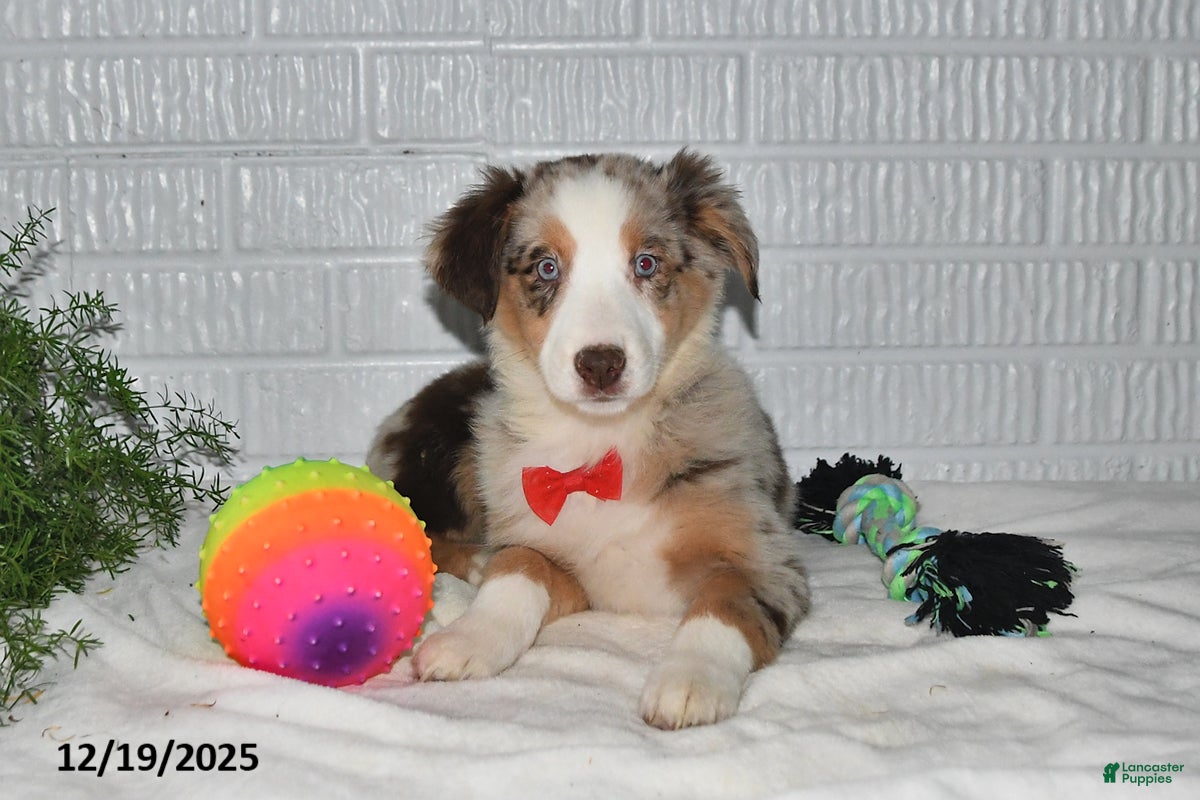 Australian Shepherd dogs Amber - Ad 9
