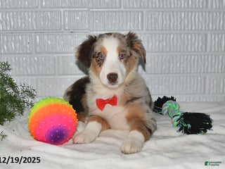 Australian Shepherd dogs Amber - Ad 9