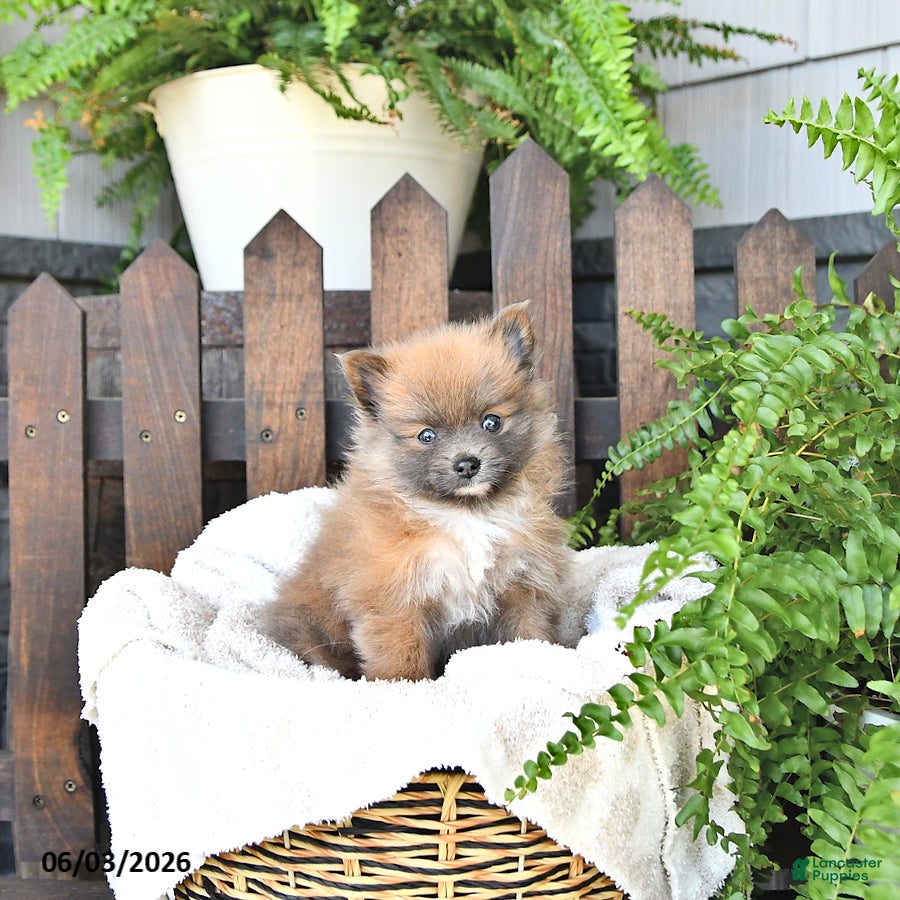 Pomeranian dogs Cooper - Ad 1