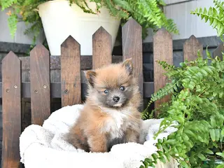 Pomeranian dogs for sale: Cooper - Ad 2