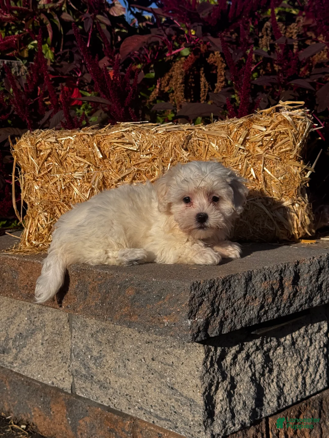 Coton De Tulear dogs for sale: Cinnamon  - Ad 2