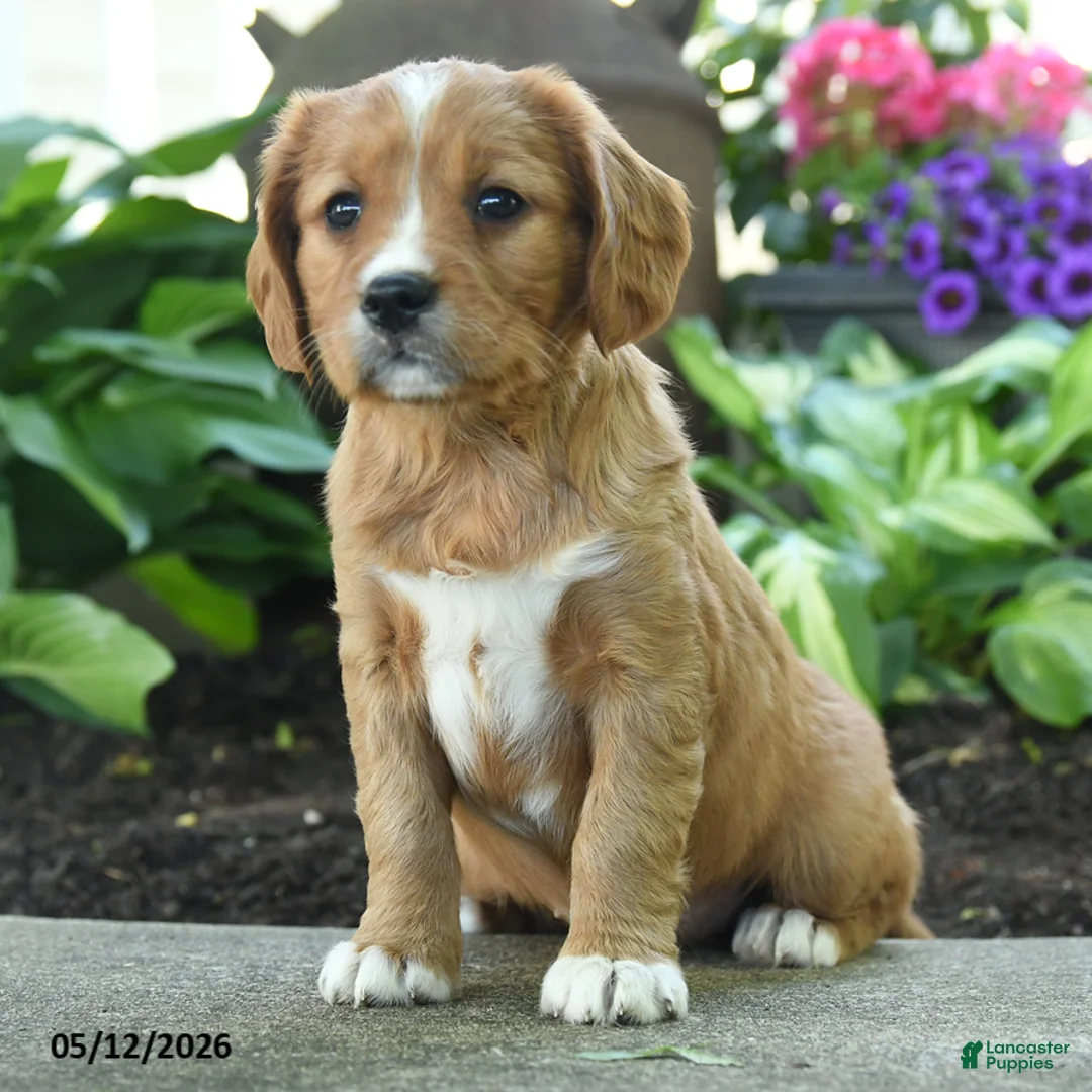 Miniature Golden Retriever dogs for sale: Feona - Ad 1