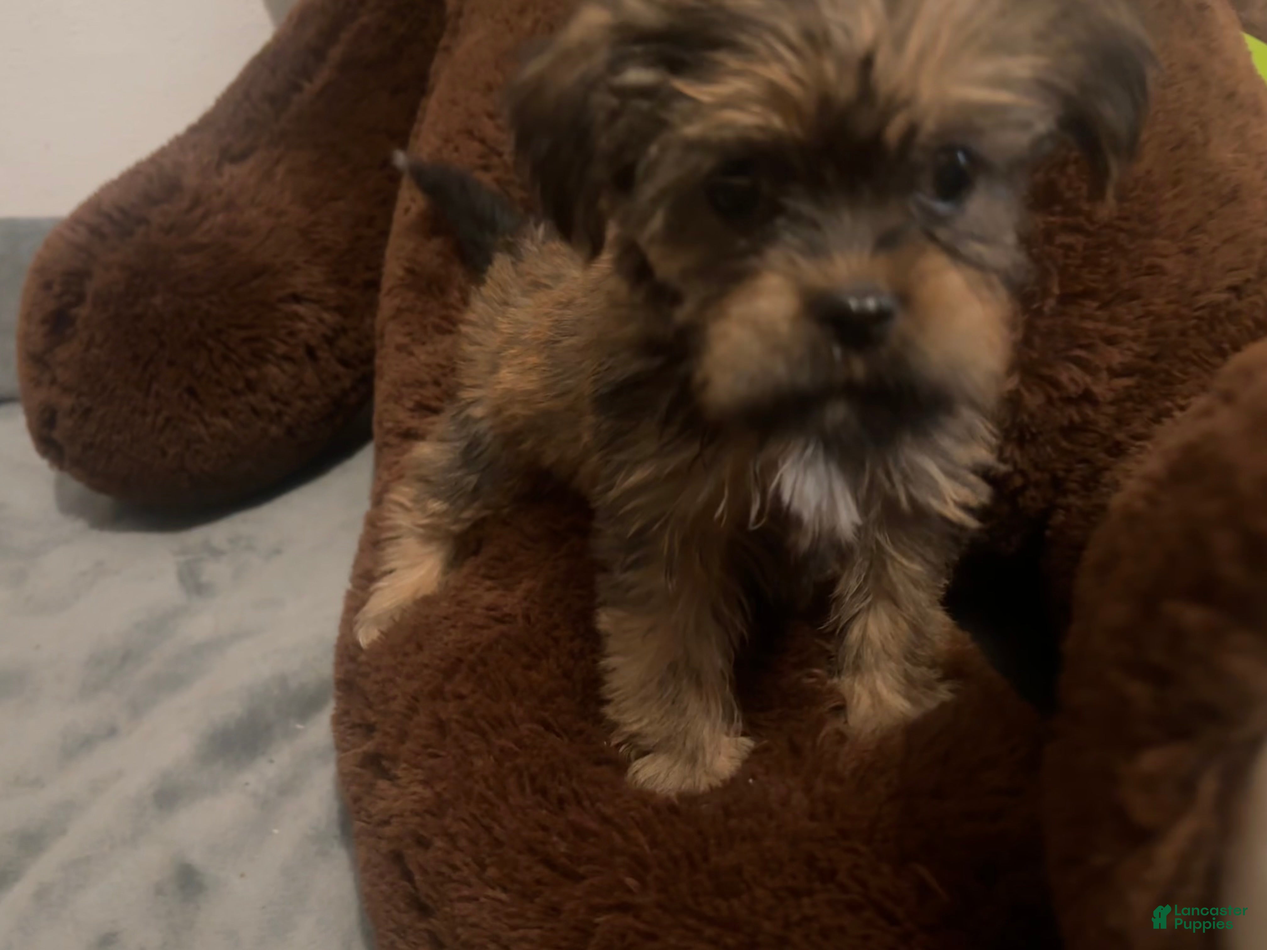 Shorkie dogs Pauline - Ad 2