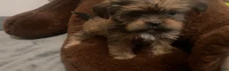Shorkie dogs for sale: Pauline - Ad 2