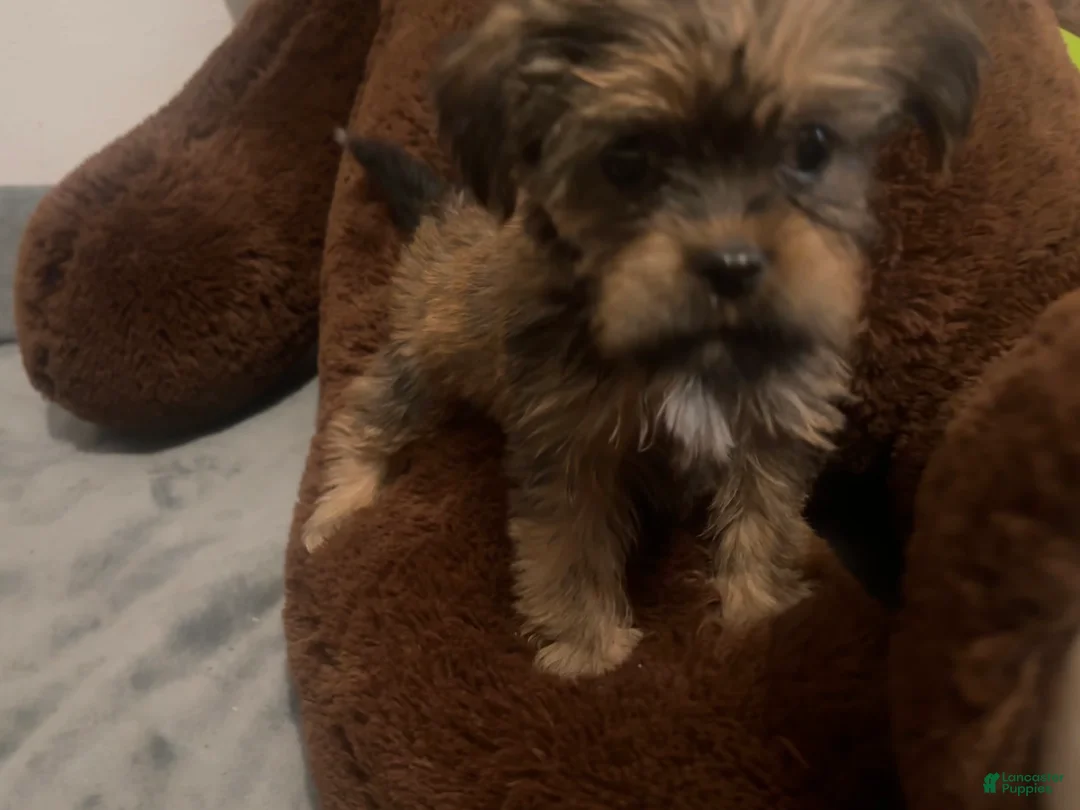 Shorkie dogs for sale: Pauline - Ad 2