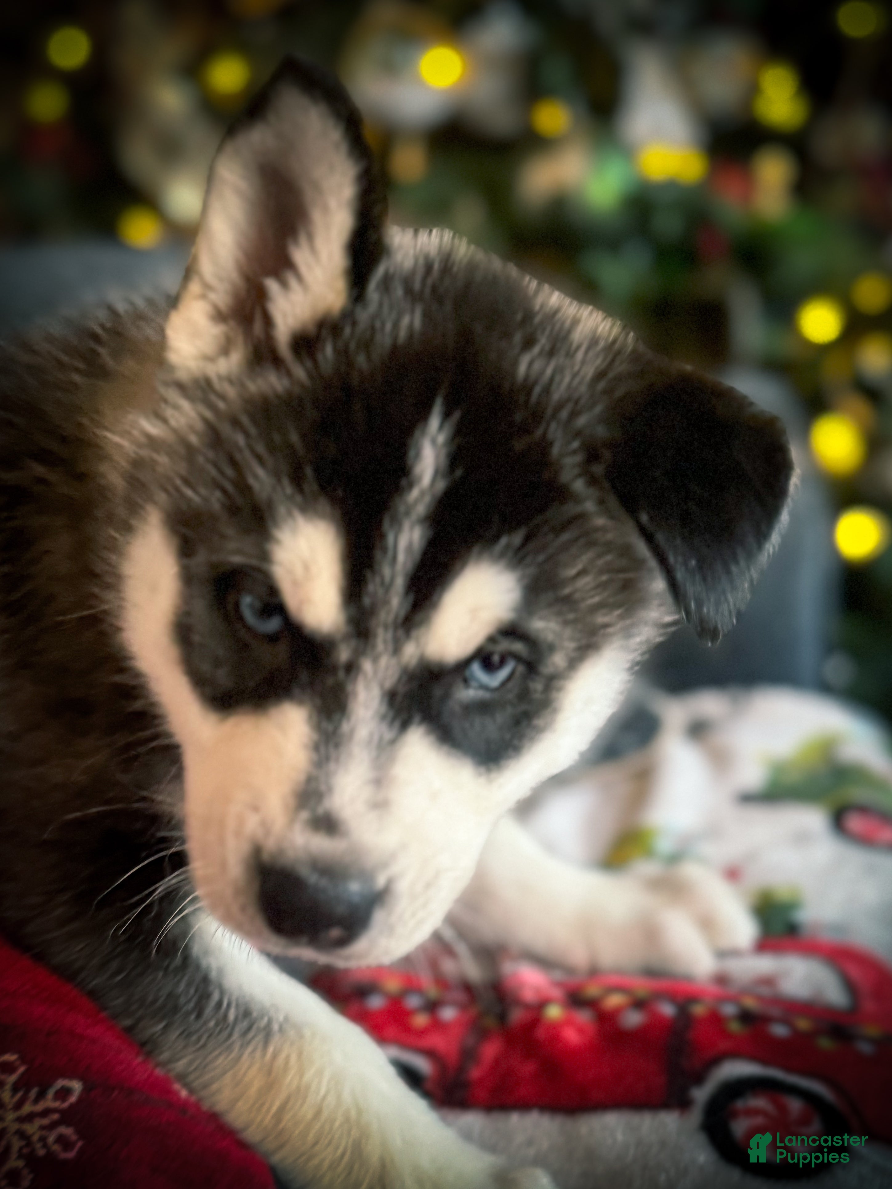 Siberian Husky dogs Siberian Husky puppy Jack Frost - Ad 31