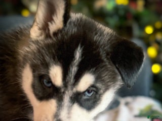 Siberian Husky dogs Siberian Husky puppy Jack Frost - Ad 25
