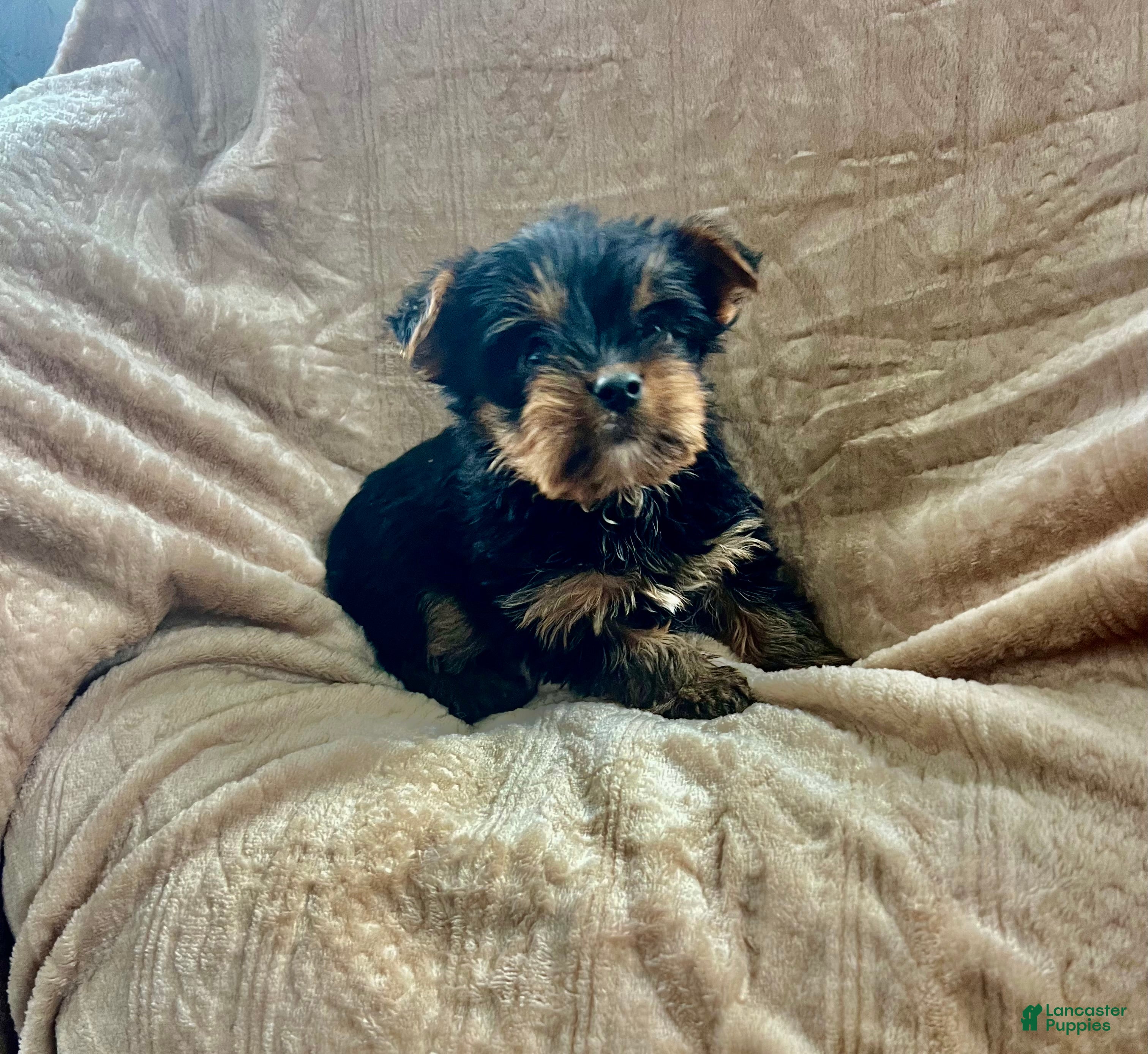 Yorkshire Terrier dogs Skeeter - Ad 1