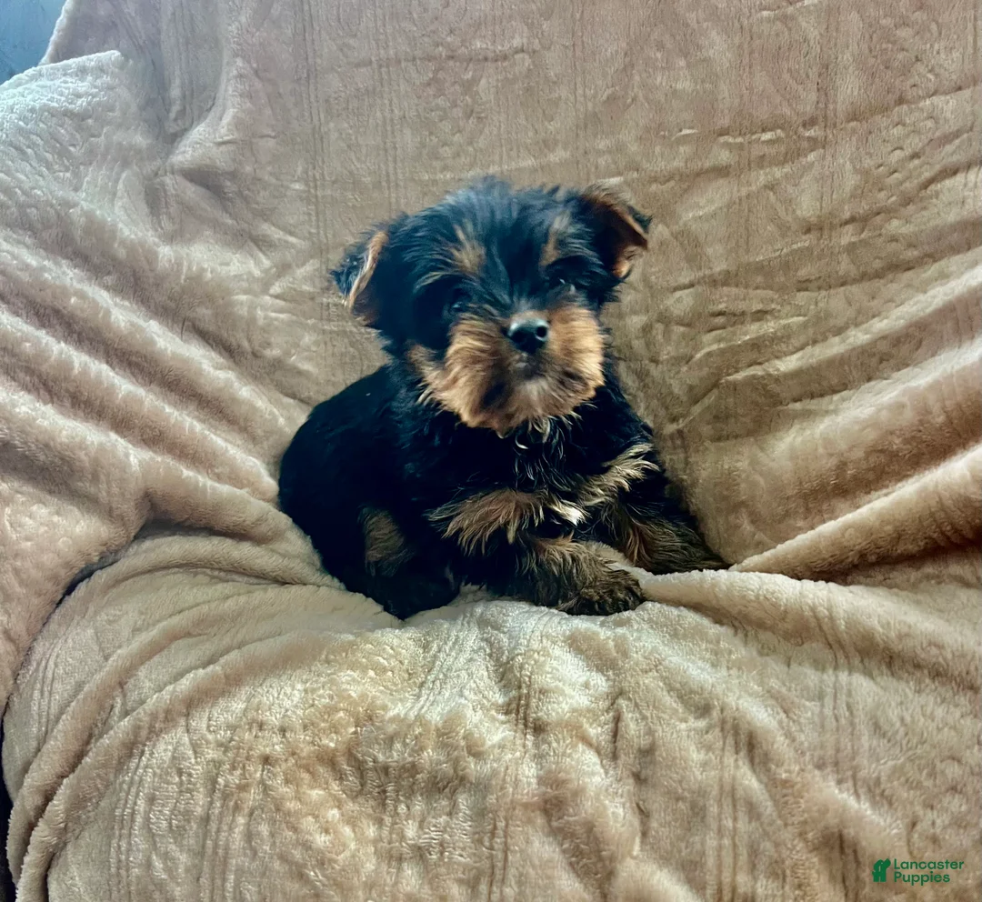 Yorkshire Terrier dogs for sale: Skeeter - Ad 1