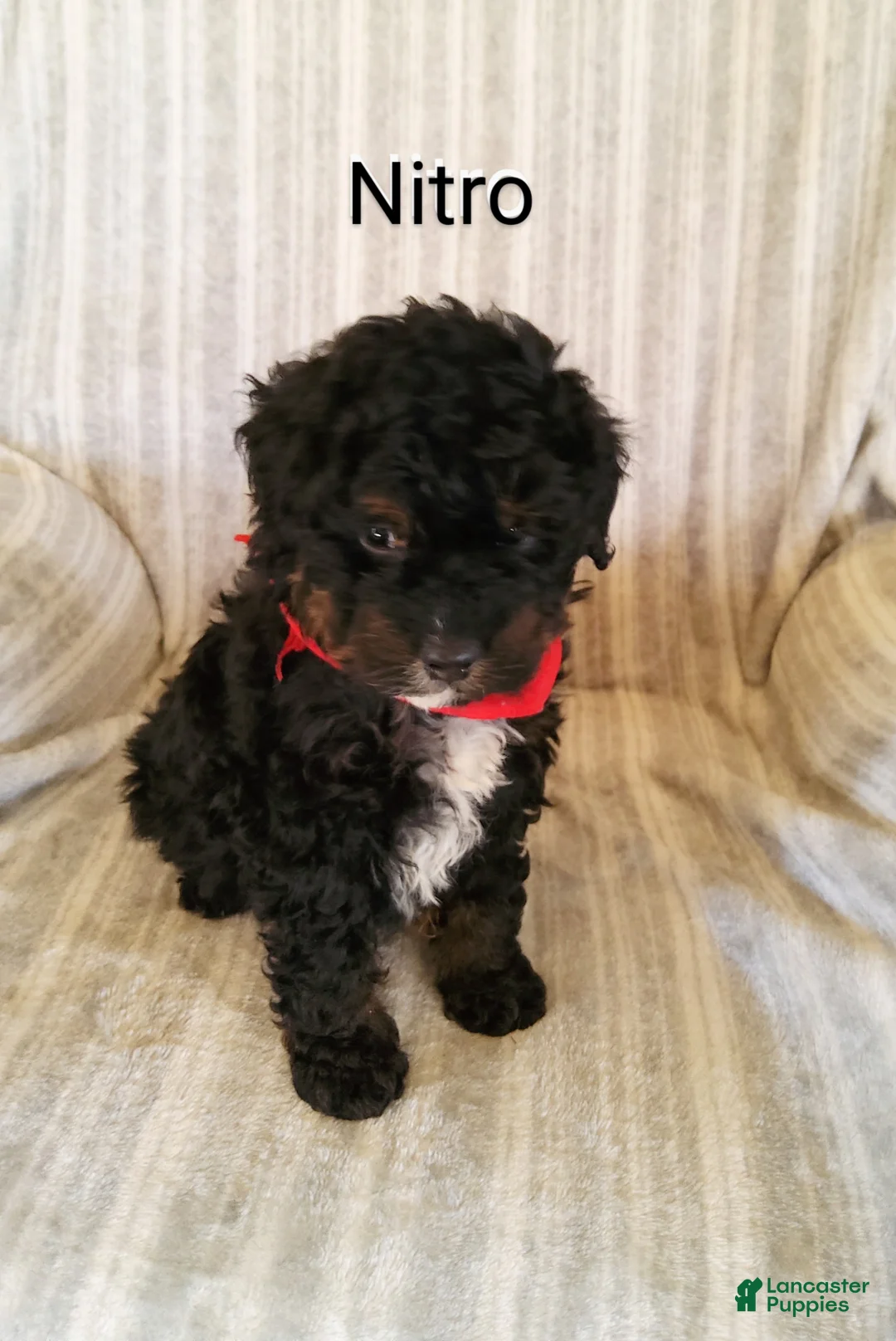 Mini Bernedoodle dogs for sale: Mini Bernedoodle Puppy 2 - Ad 3