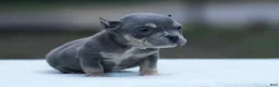 American Bully dogs for sale: Blue Tri Female - Ad 4
