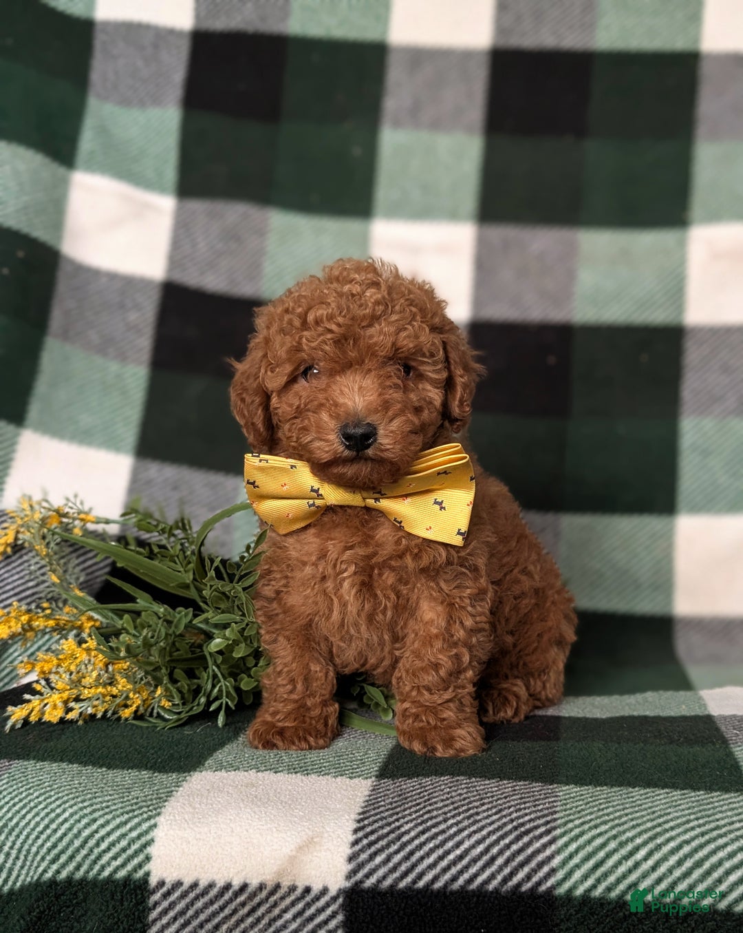 Toy Poodle dogs for sale: Walker - Ad 1