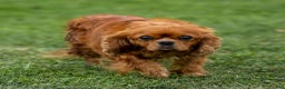 Cavalier King Charles Spaniel dogs for sale: Alfie - Ad 9