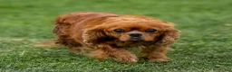 Cavalier King Charles Spaniel dogs for sale: Autumn - Ad 11