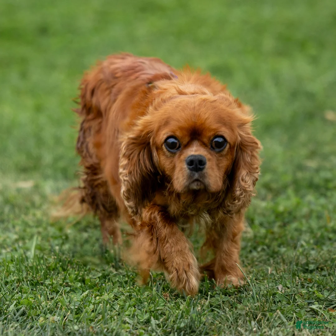 Cavalier King Charles Spaniel dogs for sale: Autumn - Ad 11