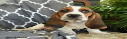 Basset Hound dogs for sale: Fedora - Ad 3