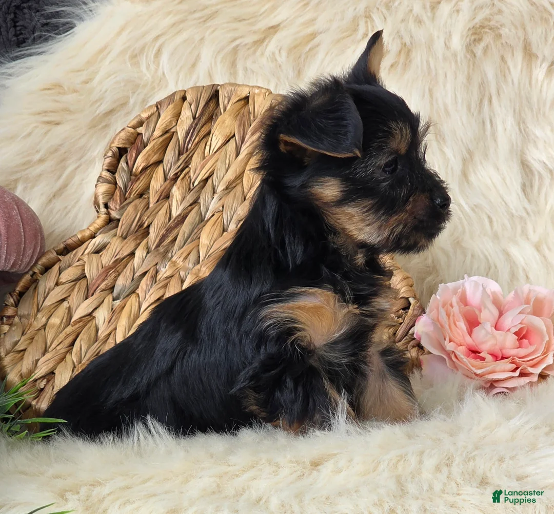 Yorkshire Terrier dogs for sale: Gypsy - Ad 7