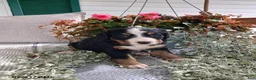Bernese Mountain Dog dogs for sale: Allie - Ad 5