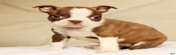 Boston Terrier dogs for sale: Pixie - Ad 4