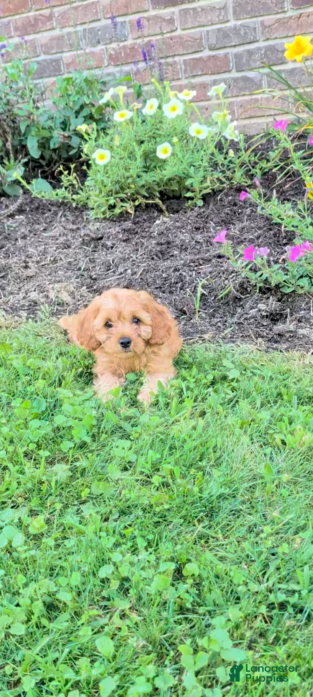 Cavapoo dogs for sale: Milo - Ad 2